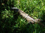 Wildlife